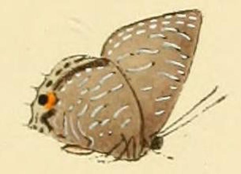 Anthene licates1