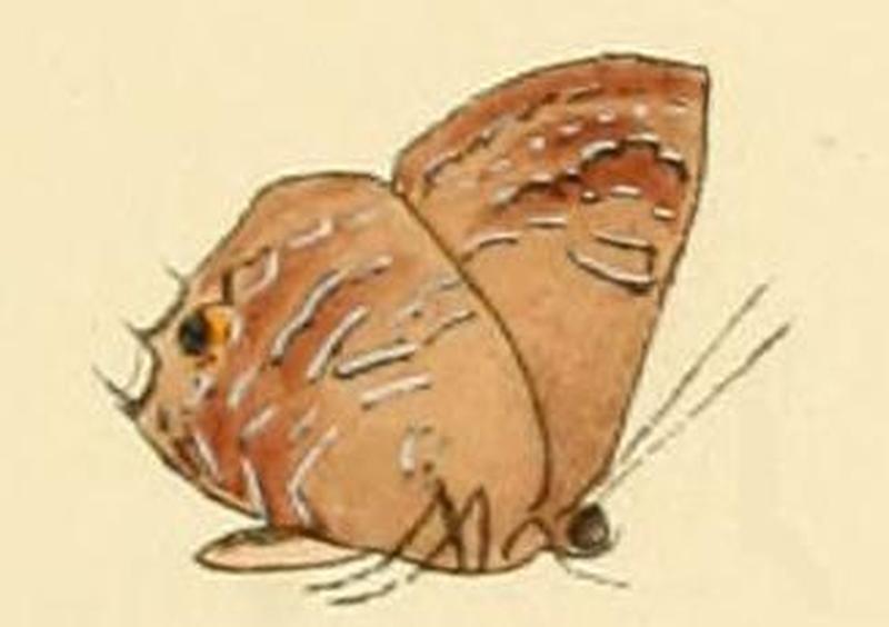 Anthene ligures