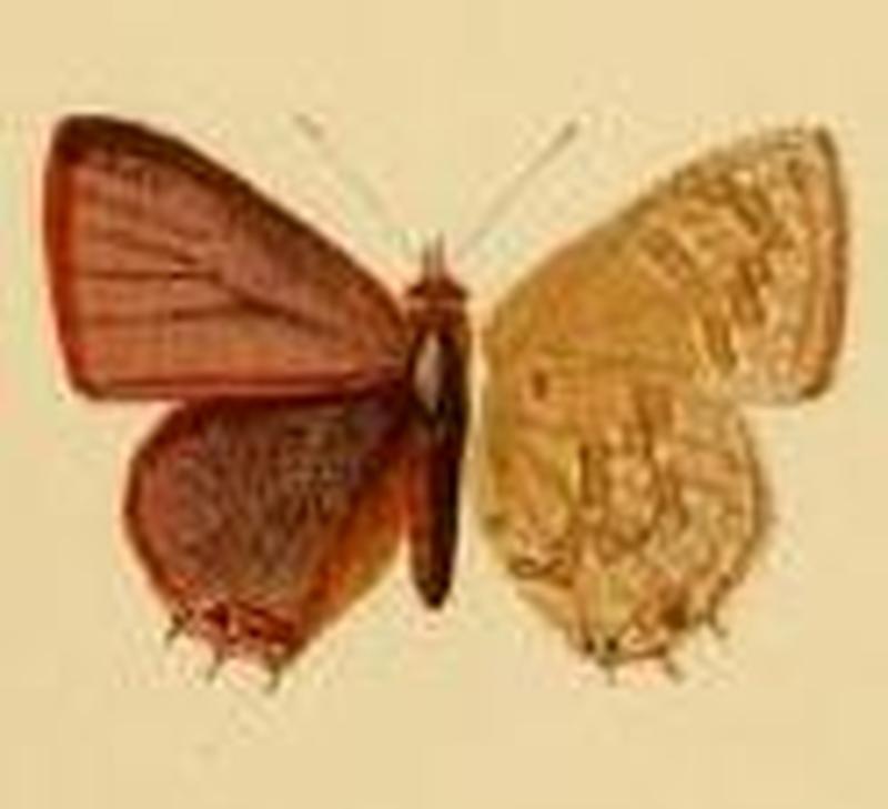 Anthene liodes