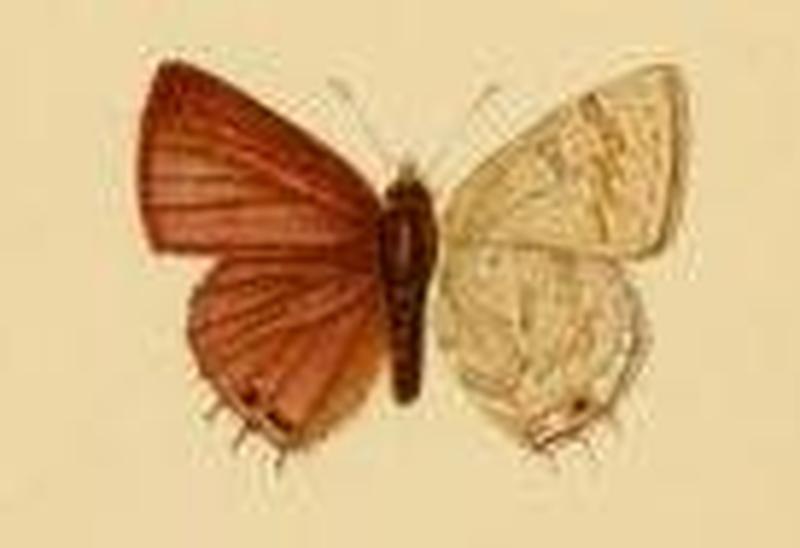 Anthene liodes m