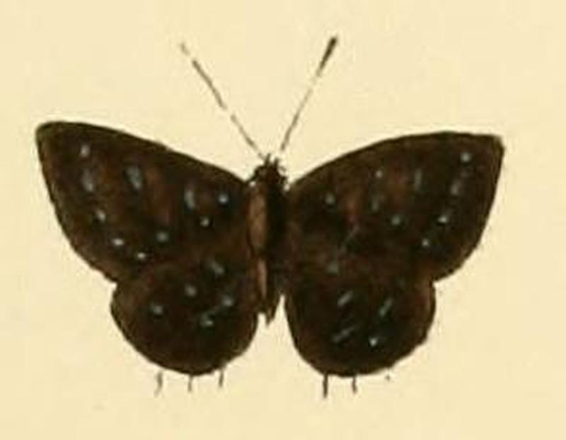 Anthene lucretilis1