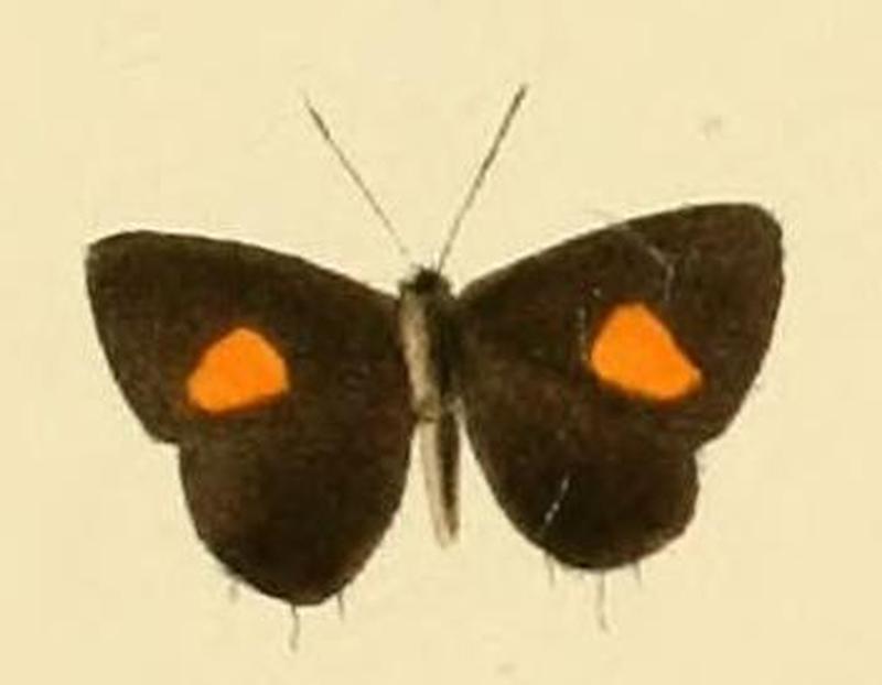 Anthene lusones