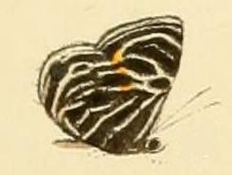 Anthene lusones1