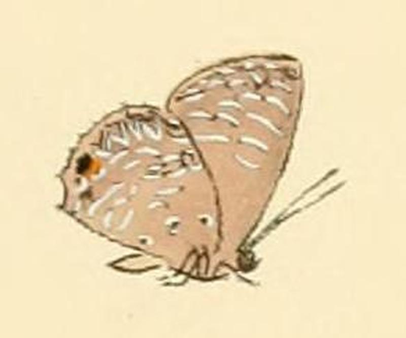 Anthene lycaenina
