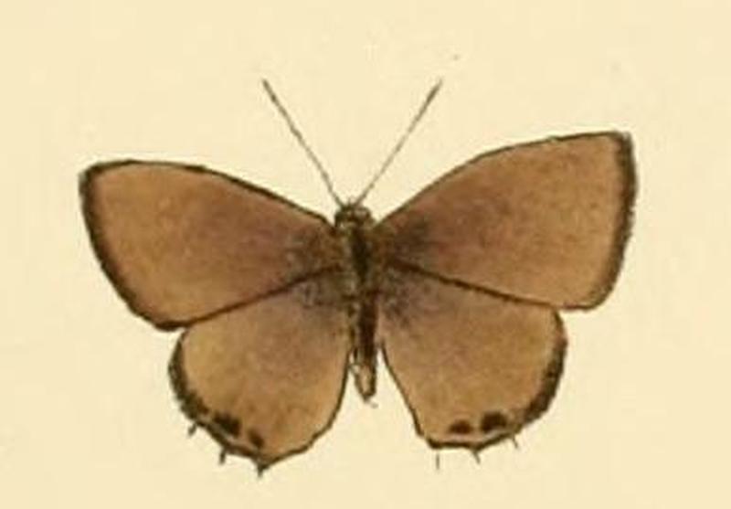 Anthene lycaenina1