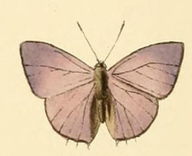 Anthene lycaenina2