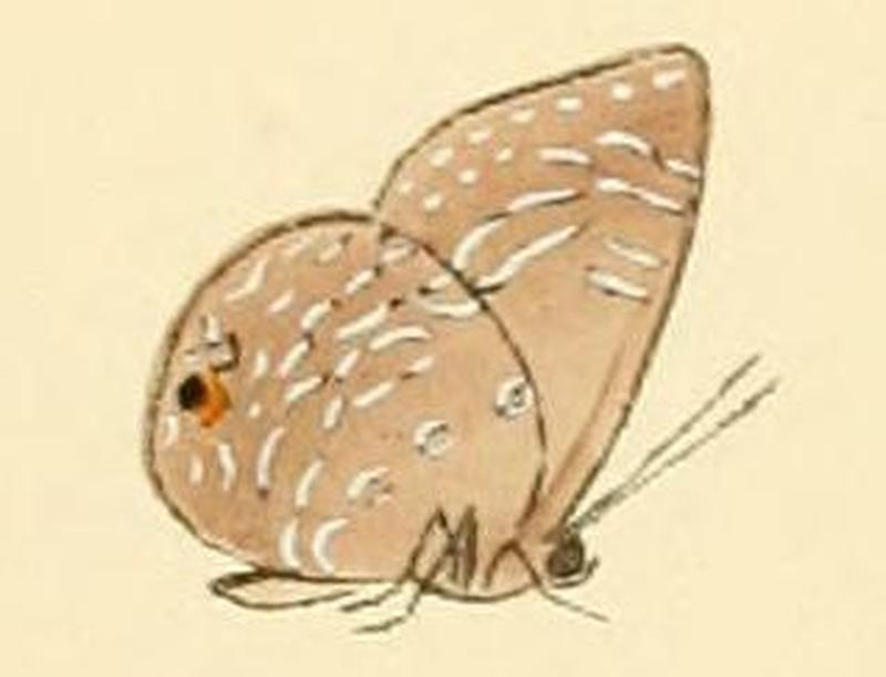 Anthene lycaenina3