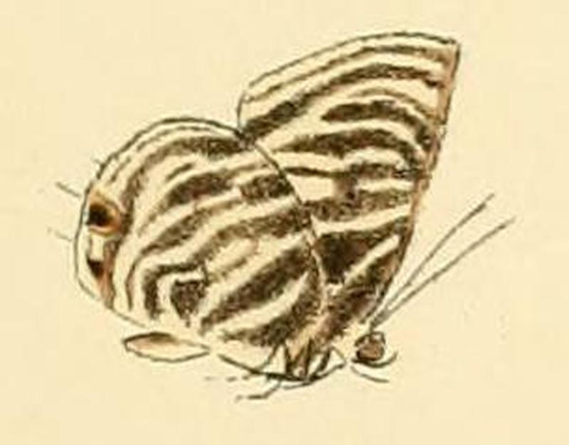 Anthene lychnides2