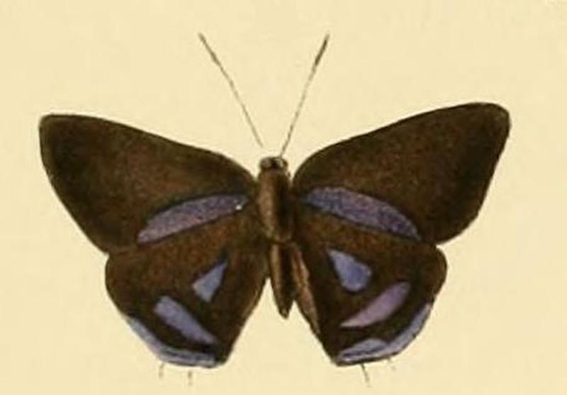 Anthene lysicles