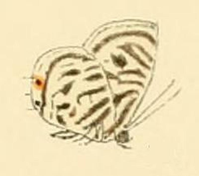 Anthene lyzanius1