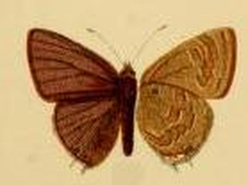 Anthene nigropunctata