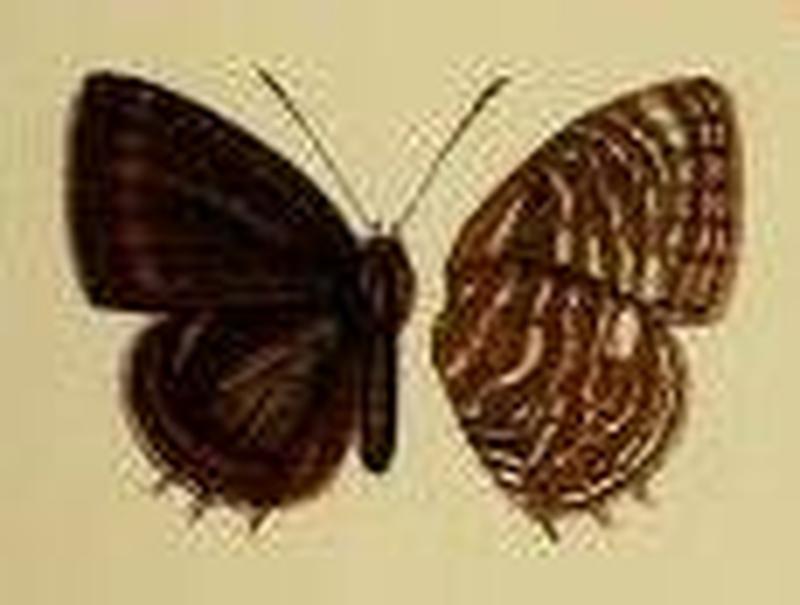 Anthene obscura