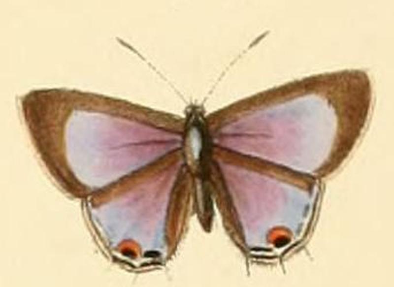 Anthene otacilia1