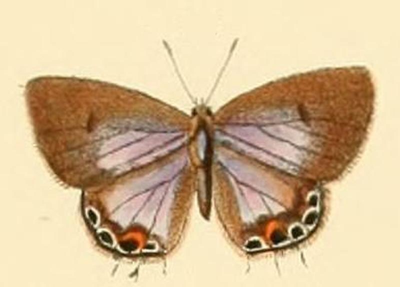 Anthene otacilia2