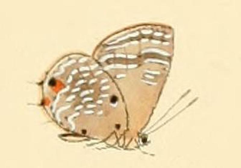 Anthene otacilia4