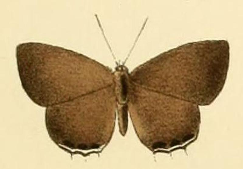 Anthene philo1
