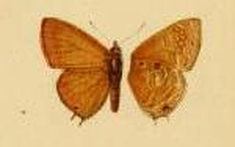 Anthene princeps