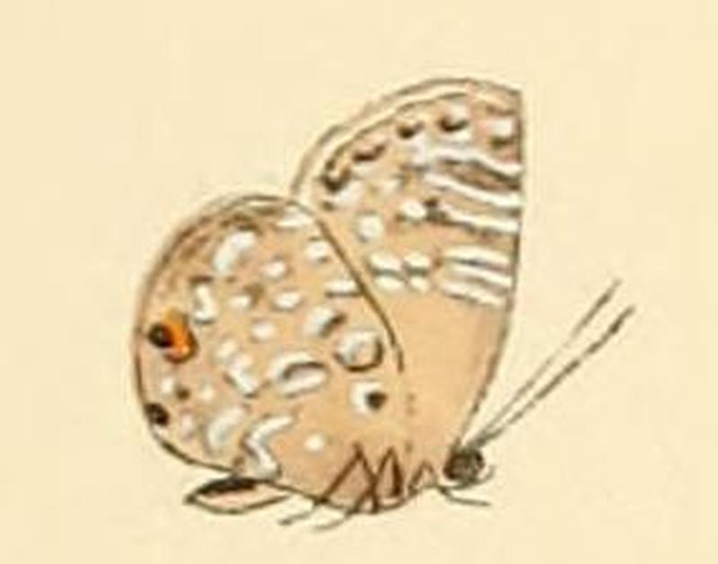 Anthene princeps1