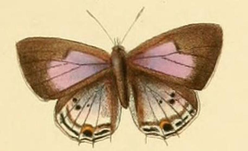 Anthene sylvanus