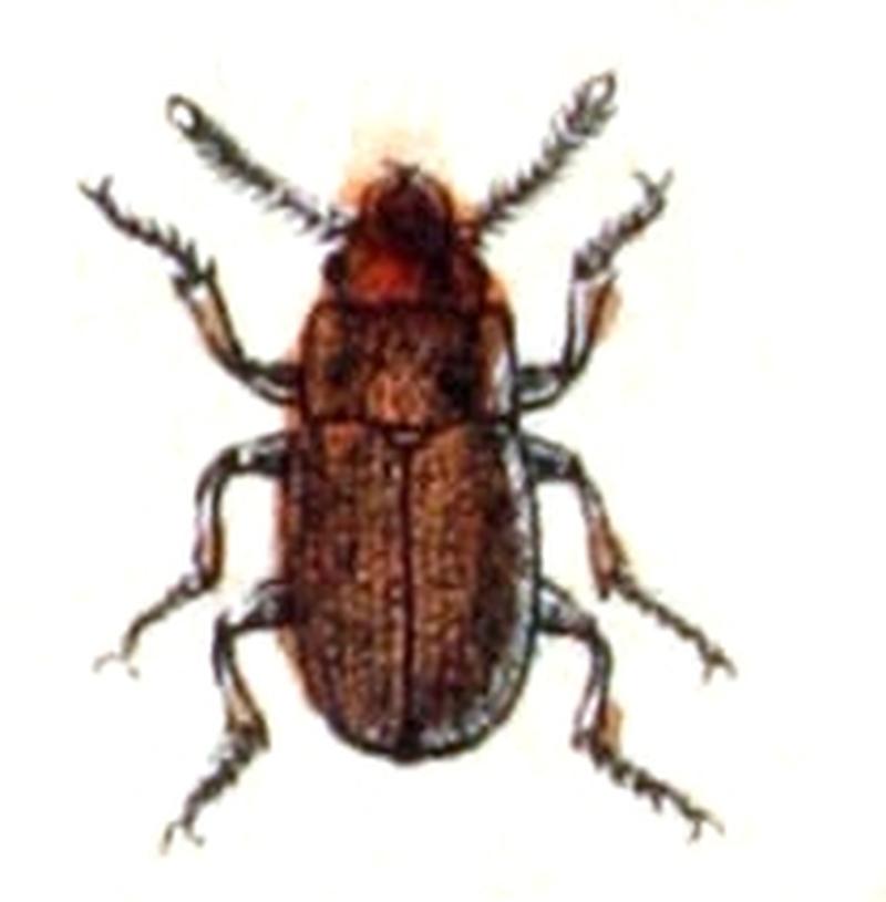 Antherophagus.nigricornis.-.calwer.15.21