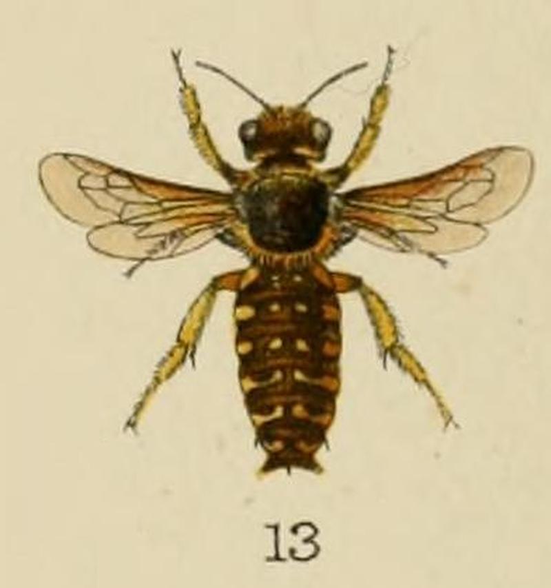 Anthidium ordinatum Bingham 1897