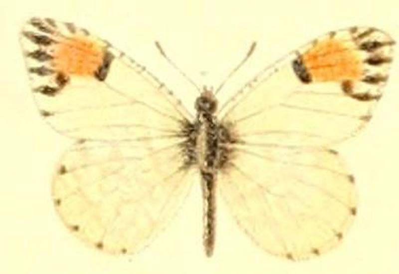 Anthocharis cethura