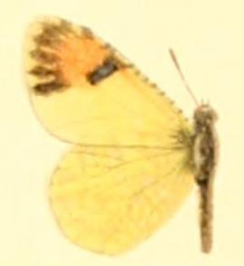 Anthocharis cethura pima