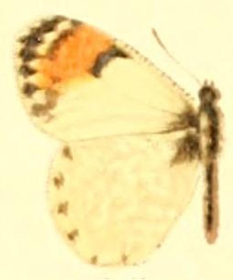 Anthocharis julia