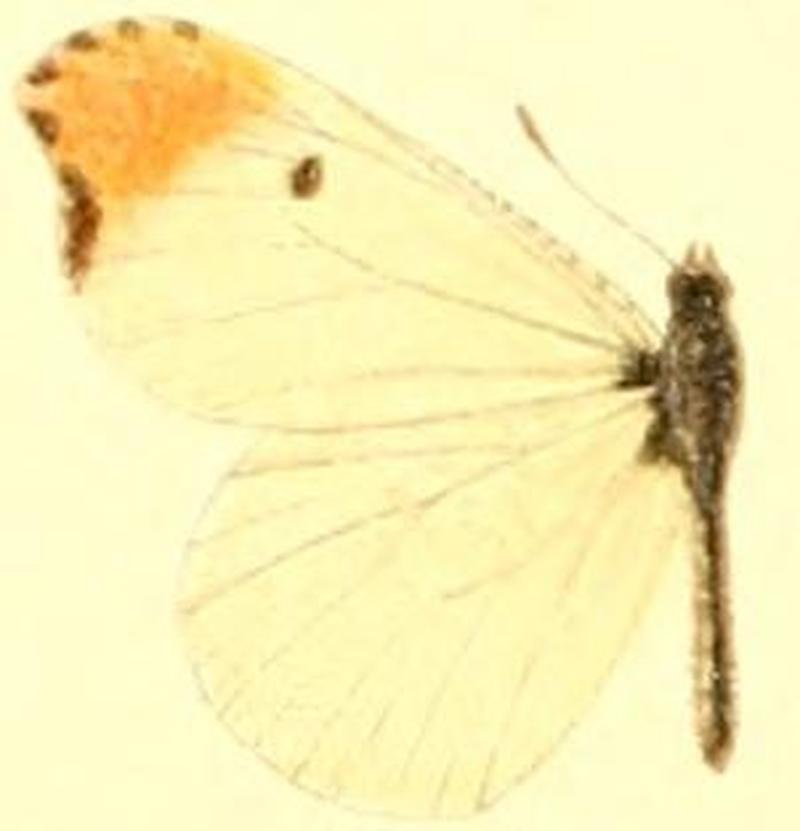 Anthocharis midea