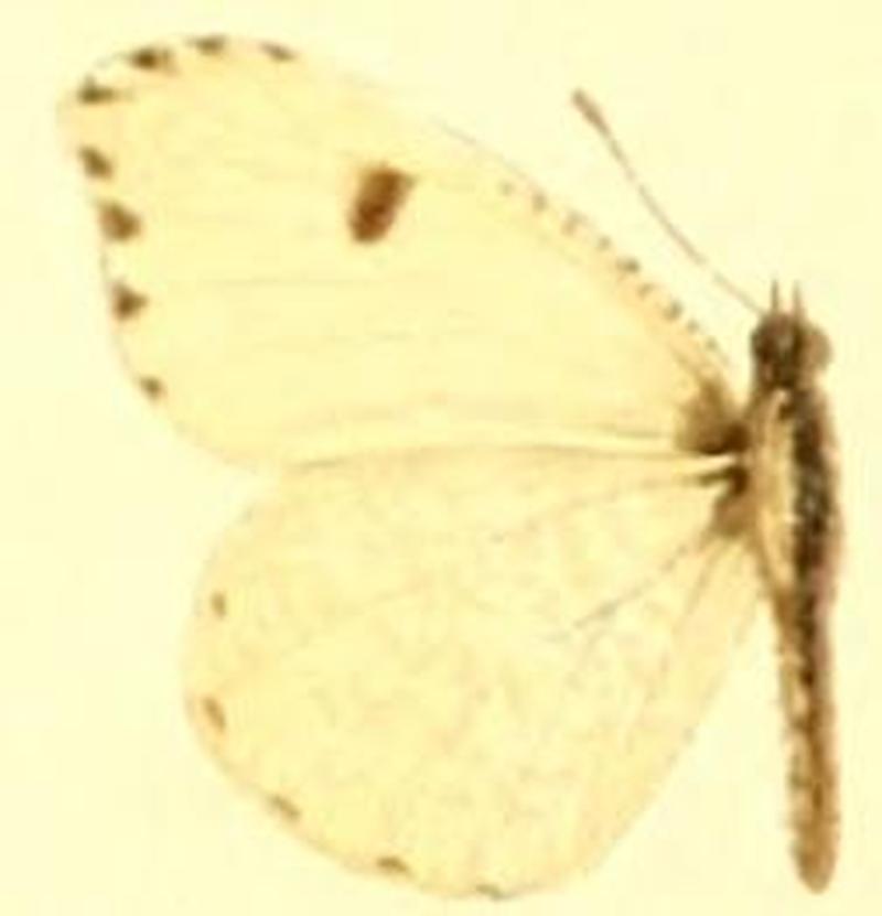 Anthocharis midea female