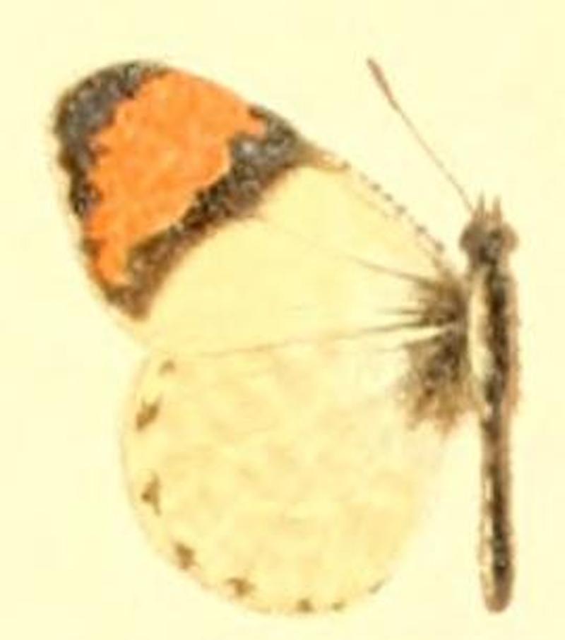 Anthocharis sara f reakirtii