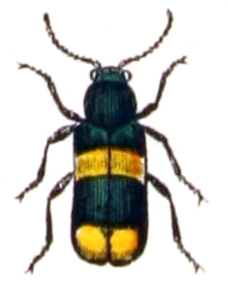 Anthocomus.fasciatus.-.calwer.27.24