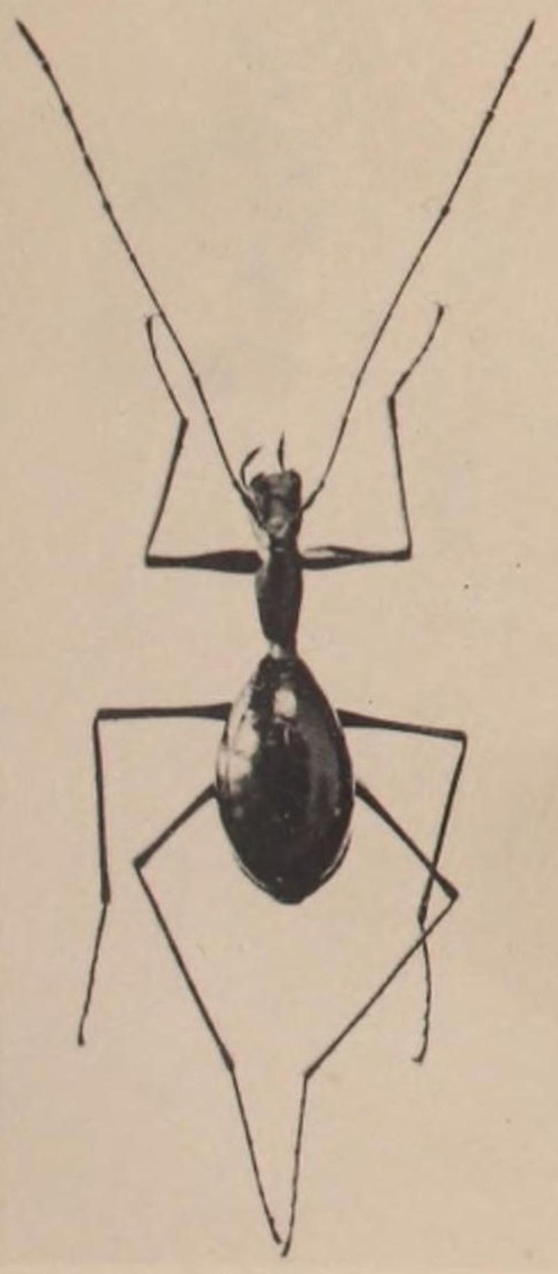 Anthroherpon cylindricollis