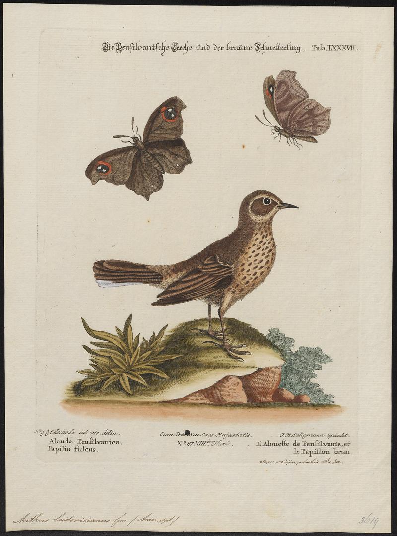 Anthus ludovicianus - 1700-1880 - Print - Iconographia Zoologica - Special Collections University of Amsterdam - UBA01 IZ16300181