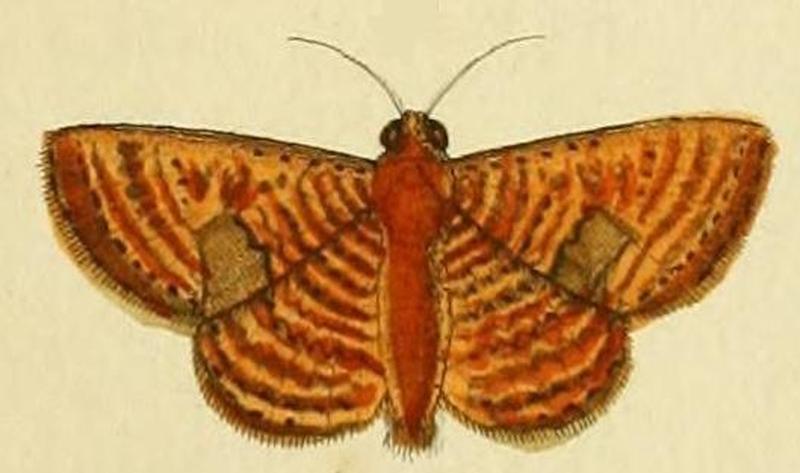 Antiblemma lothos