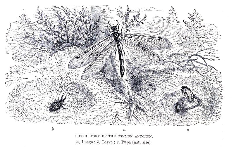 Antlion life history