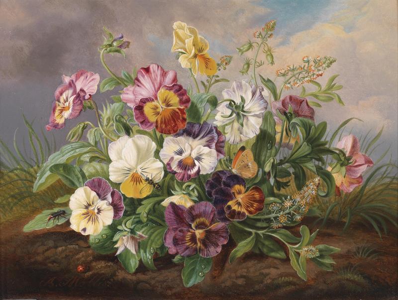 Anton Mollis Stiefmütterchen