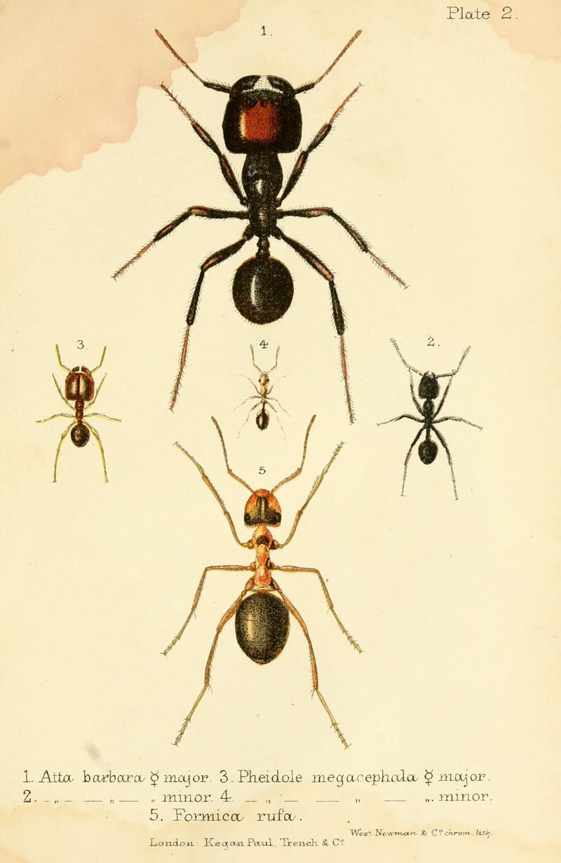 Ants, bees, and wasps (5596343420)