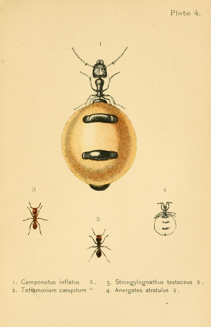 Ants, bees, and wasps (Plate 4) (8475289803)