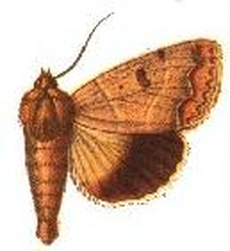 Anua alticola