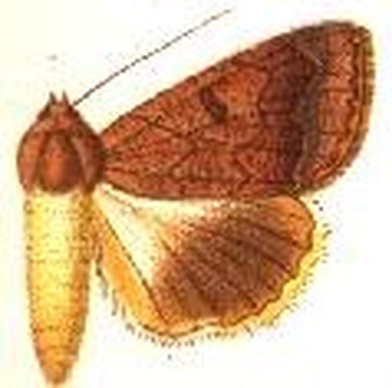 Anua dilecta