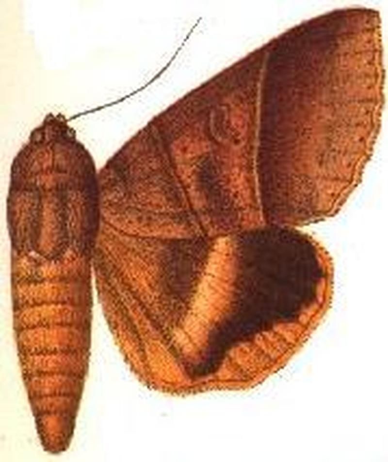 Anua hituensis