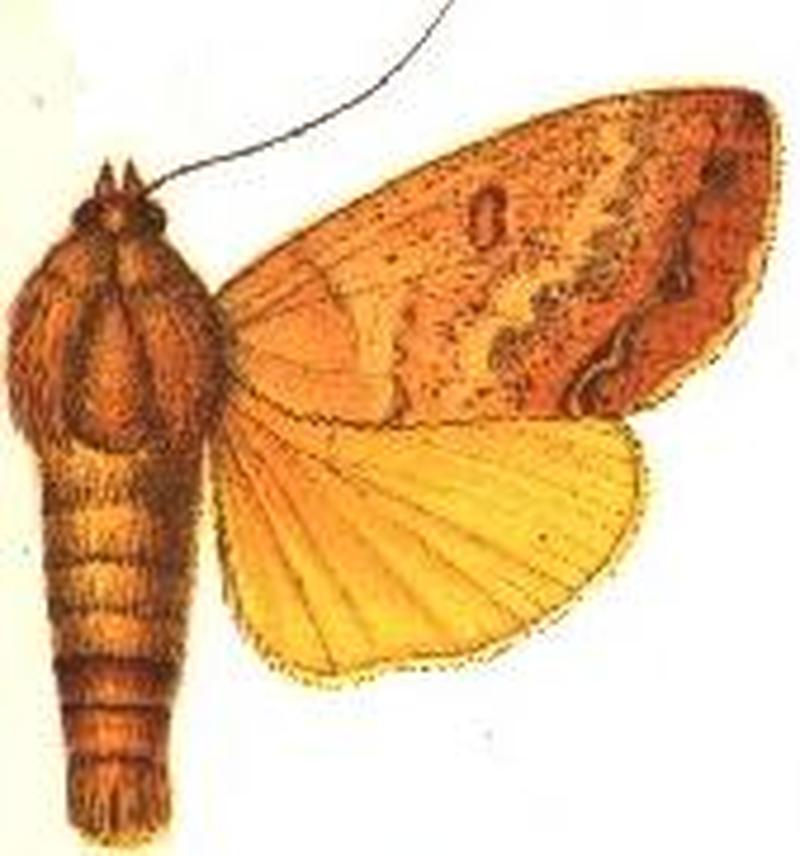 Anua intacta