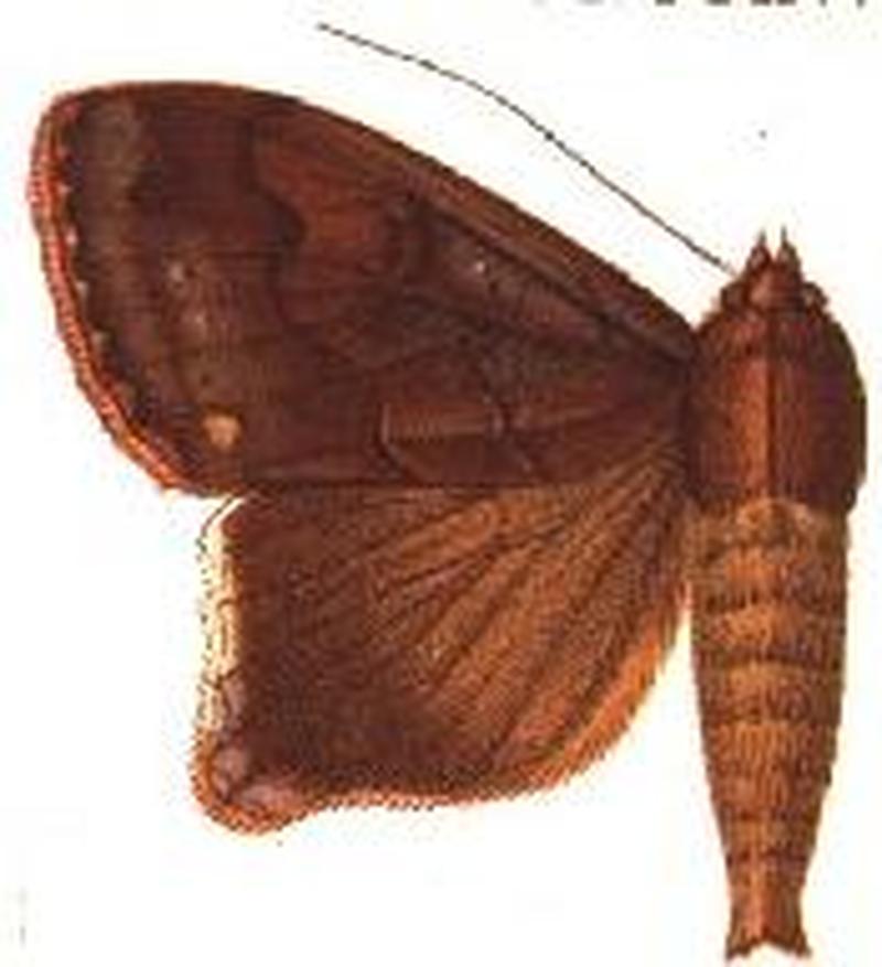 Anua reducta