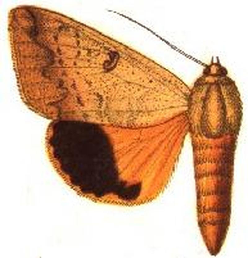 Anua tongaensis