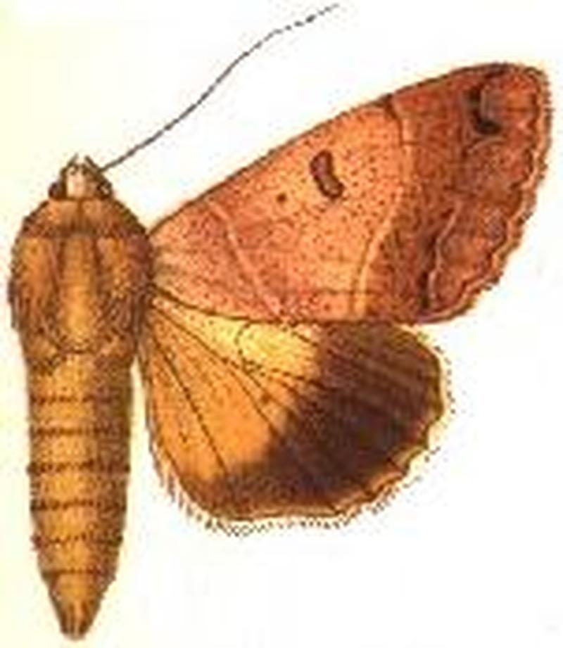 Anua triphaenoides
