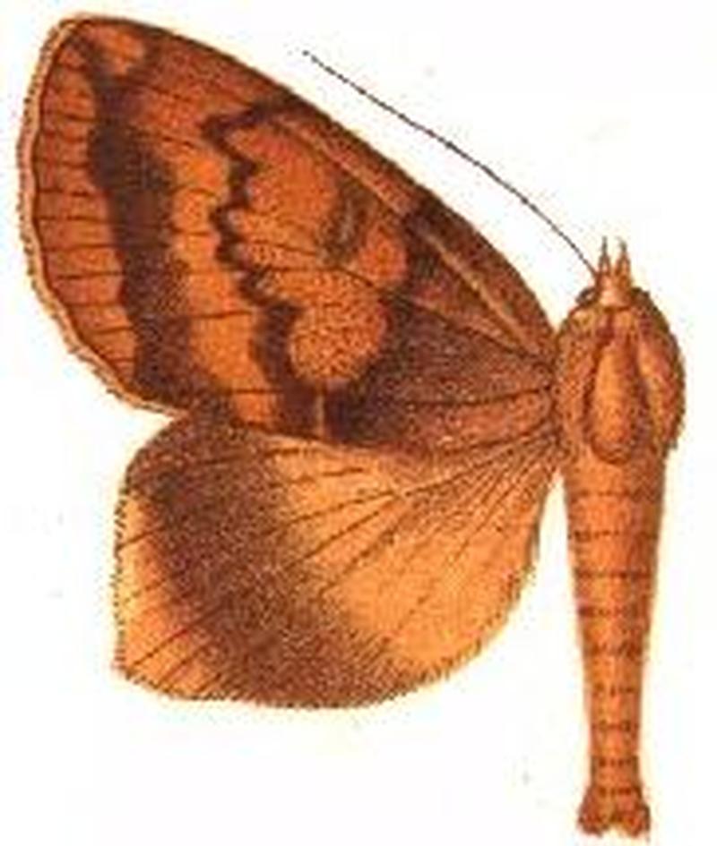 Anua xylochroa