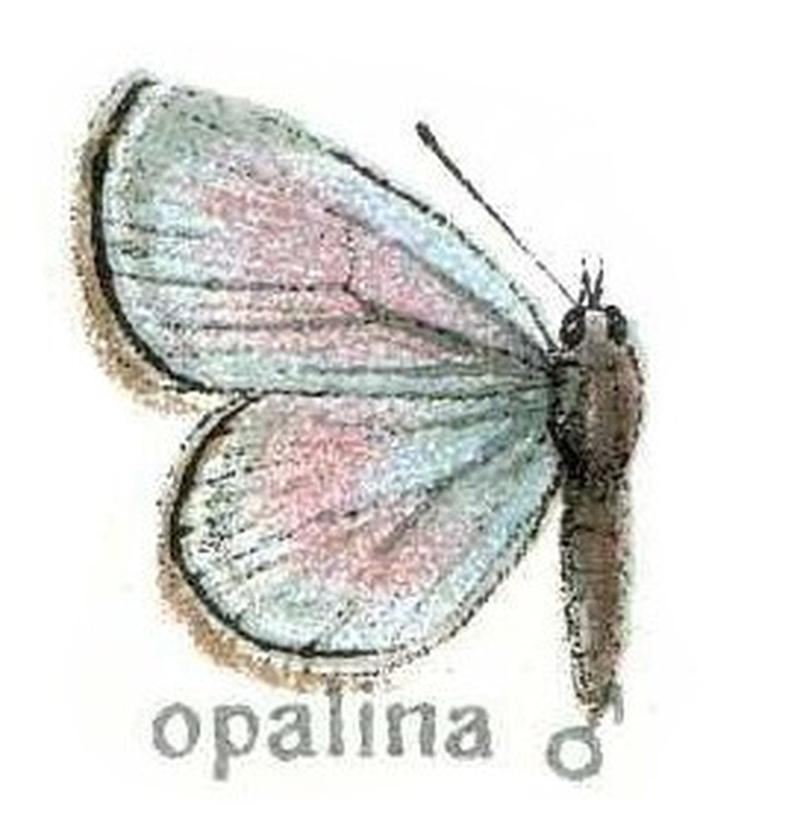Arhopala opalina