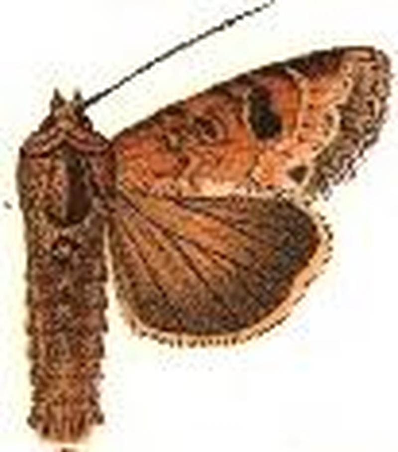 Apamea alia