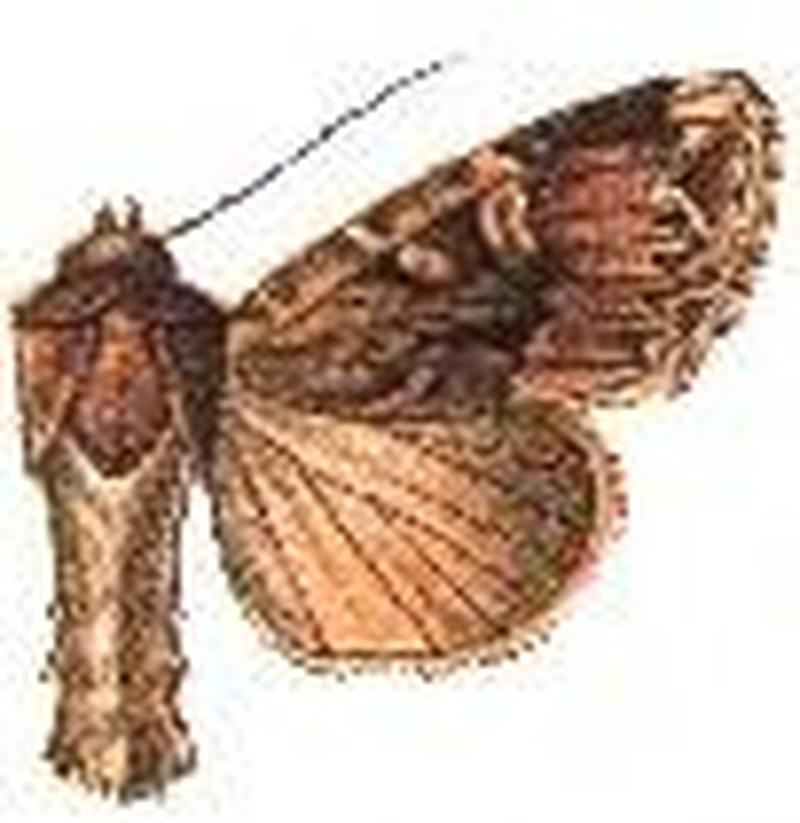 Apamea antennata